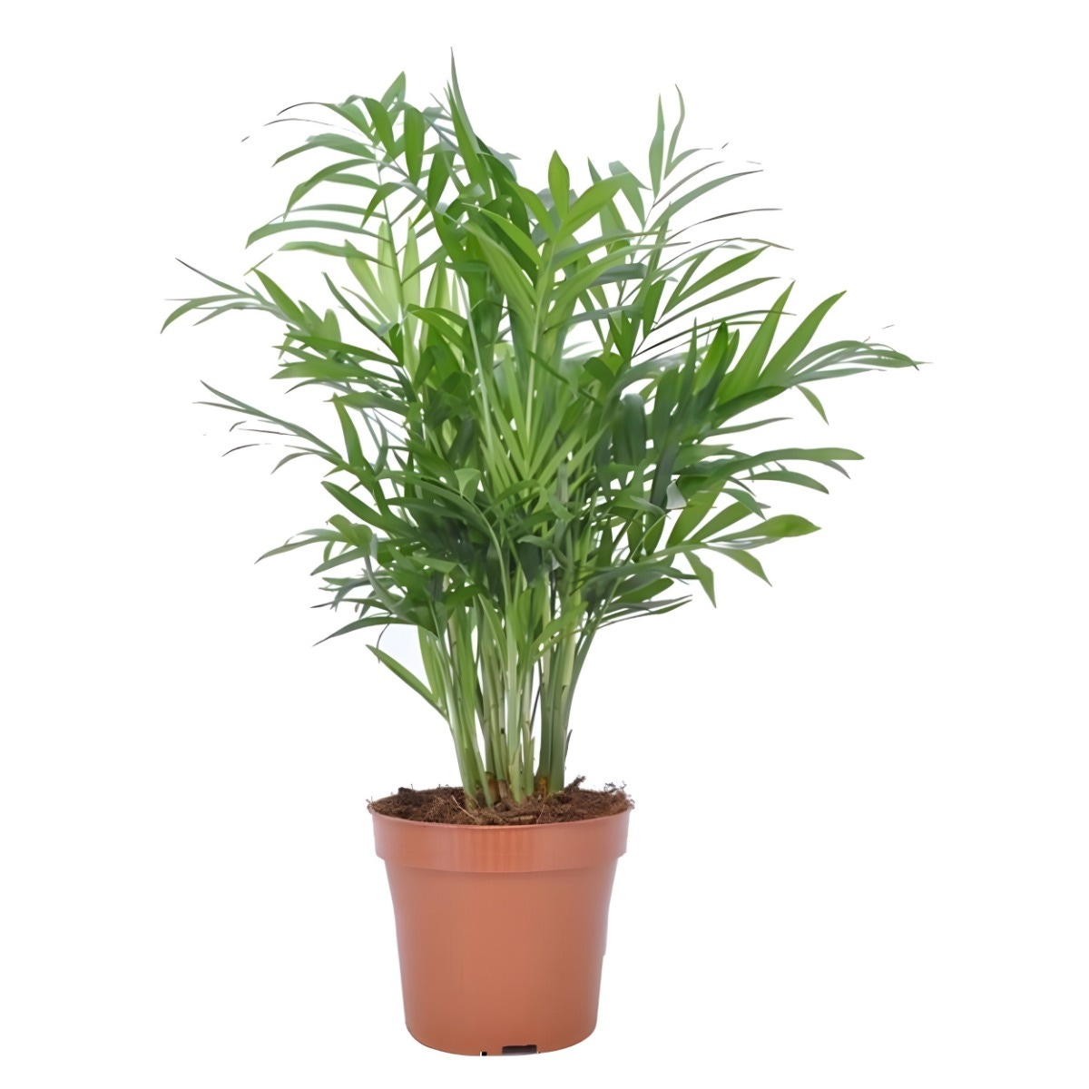 Planta interior - Chamaedorea elegans (palmier pitic), Versay, H 35 - 45 cm, D 12 cm