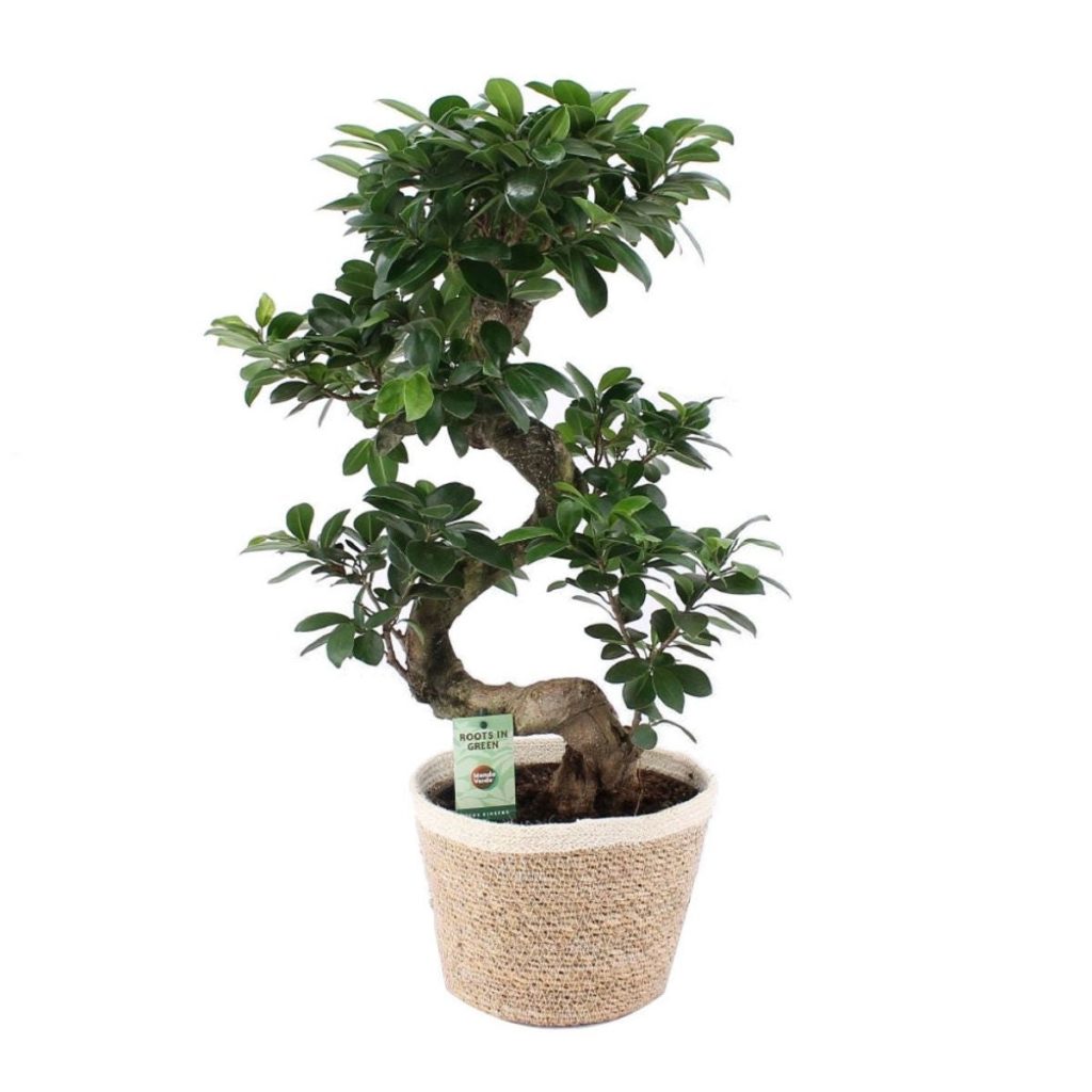 Planta interior - Ficus Ginseng - bonsai, S shape, H 60 cm, D 22 cm