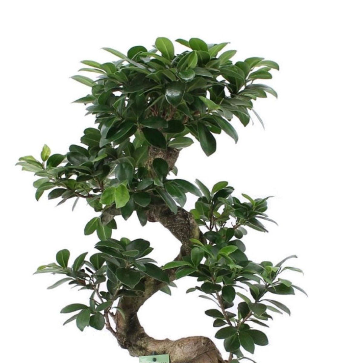 Planta interior - Ficus Ginseng - bonsai, S shape, H 60 cm, D 22 cm - imagine 2