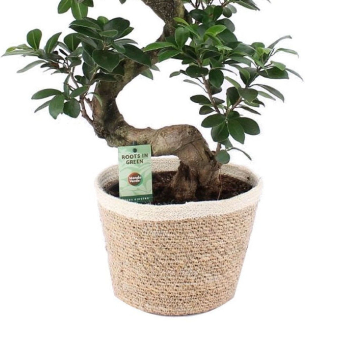 Planta interior - Ficus Ginseng - bonsai, S shape, H 60 cm, D 22 cm - imagine 3